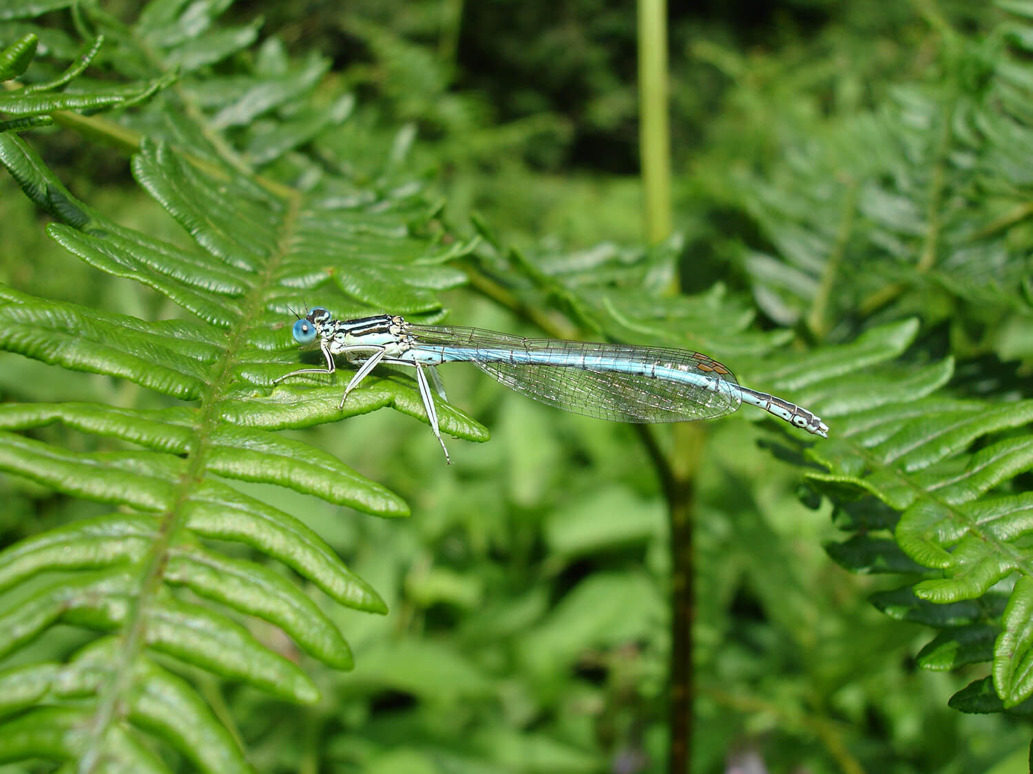 Male White-legged Damselfly by Dave Mitchell